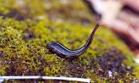 تایلندی ها به اندازه صادرات نفت ایران،از فروش این حیوان درآمد دارند!