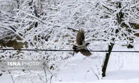 ارتفاع برف در تالش به 10 سانتیمتر رسید