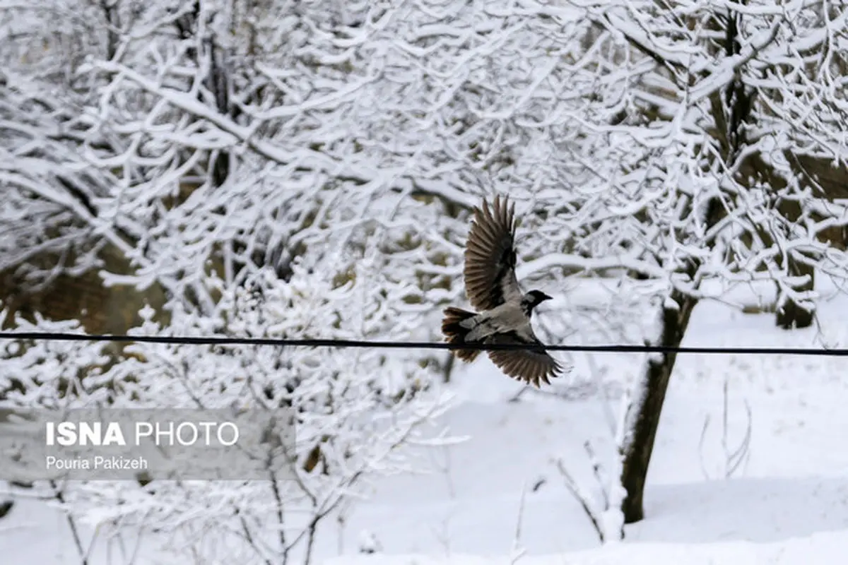 ارتفاع برف در تالش به 10 سانتیمتر رسید