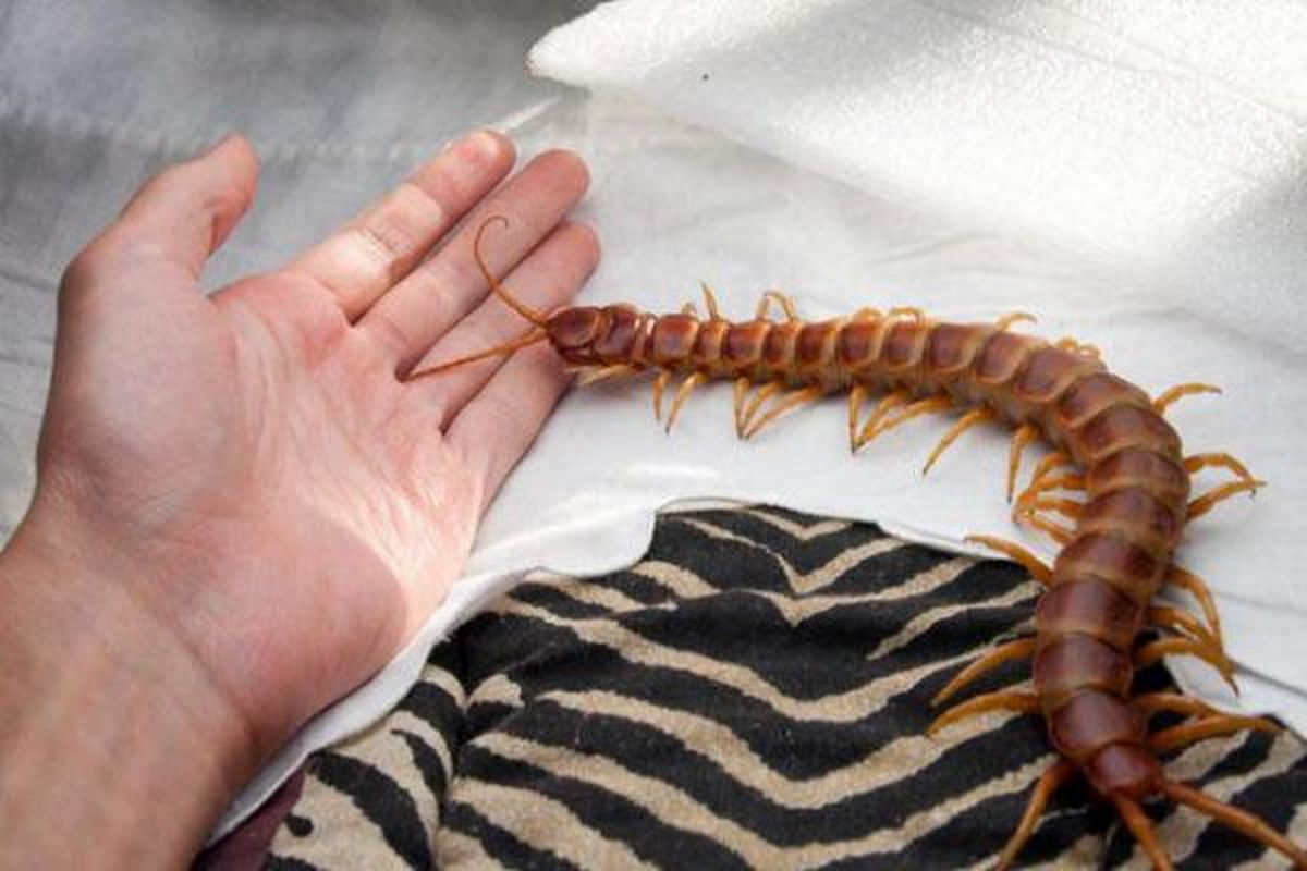 خطرناک‌ترین حشرات روی کره زمین + عکس