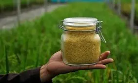 ۹ حقیقت درباره "محصولات تراریخته‌"