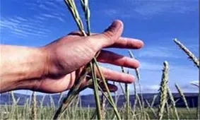 ۷۵ هزار خانوار گیلانی عضو صندوق بیمه اجتماعی کشاورزان و روستائیان هستند