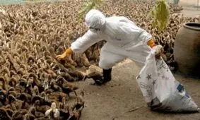 احتمال آنفولانزای پرندگان ازحیات وحش به طیور بومی گیلان