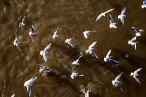 مهاجرت منفی پرندگان نتیجه خشکسالی در دزفول 
