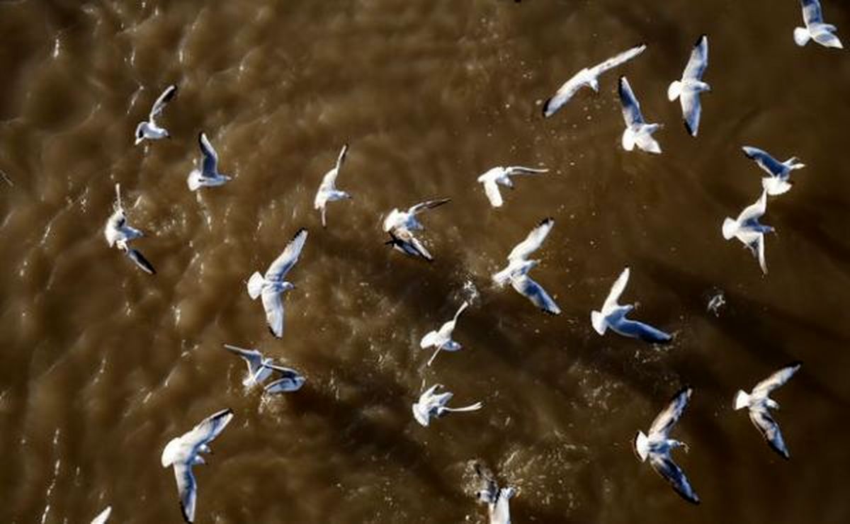 مهاجرت منفی پرندگان نتیجه خشکسالی در دزفول 