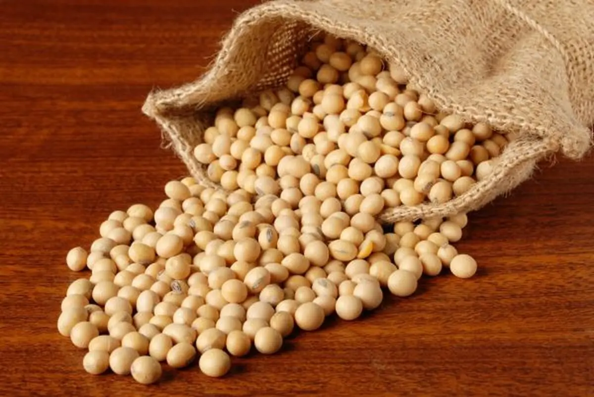دستگیری سه متخلف در پرونده سویای آلوده