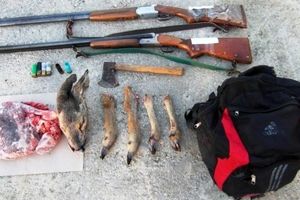 شکارچیان شوکا در منطقه شکار ممنوع دیلمان درفک دستگیر شدند