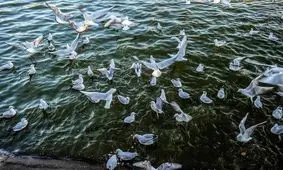 وجود ۸۰گونه پرنده مهاجر آبزی و کنار آبزی درتالاب و آبگیرهای گیلان