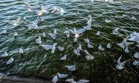 وجود ۸۰گونه پرنده مهاجر آبزی و کنار آبزی درتالاب و آبگیرهای گیلان