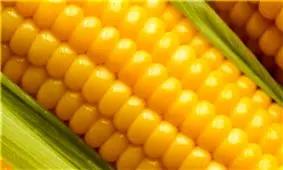 چین ورود ذرت تراریخته از آمریکا را ممنوع کرد