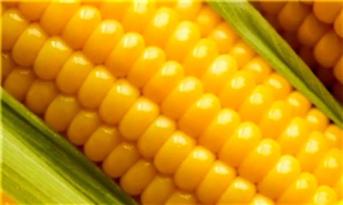 چین ورود ذرت تراریخته از آمریکا را ممنوع کرد