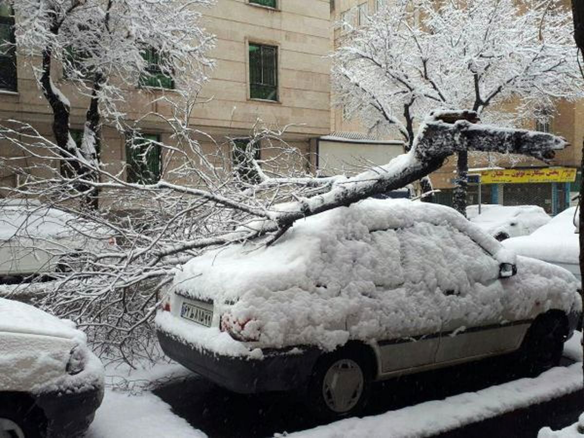 برف آسیب چندانی به درخت‌های قدیمی تهران وارد نکرده است/ هرس درختان به‌موقع انجام شد