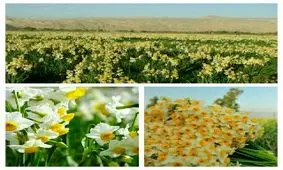 قدیمی ترین نرگس زار ایران دربهبهان
