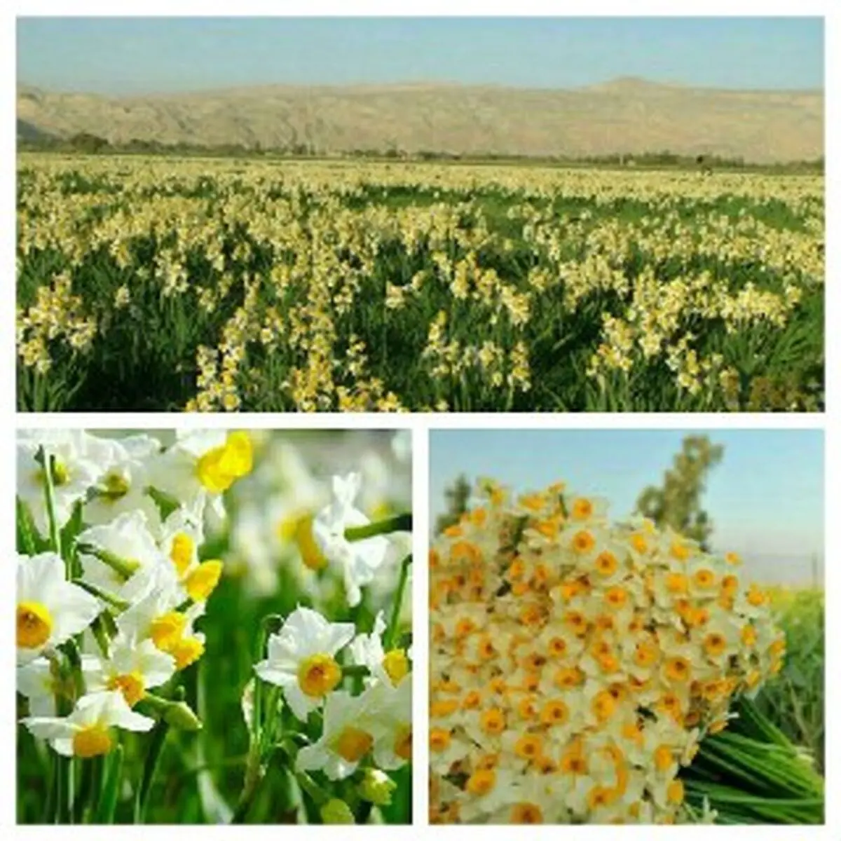 قدیمی ترین نرگس زار ایران دربهبهان