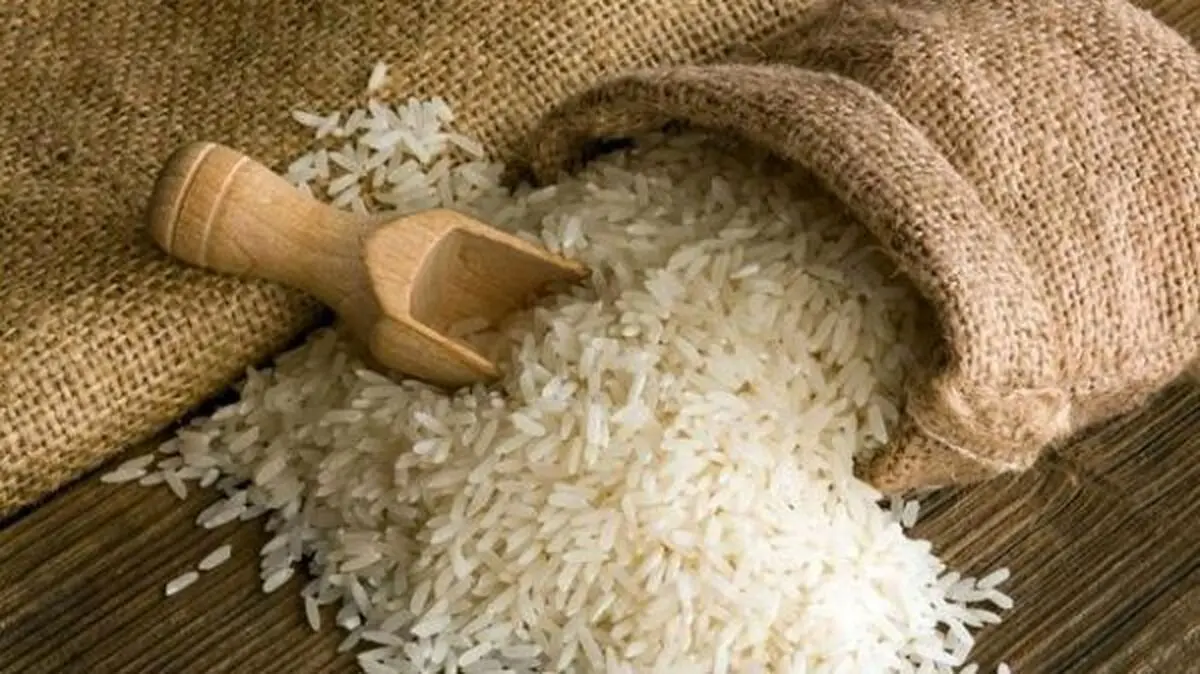 شکستگی دانه‌های برنج رشت کاهش می‌یابد