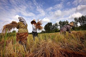 پایداری کشاورزی گیلان در گرو حفظ محیط زیست استان