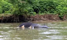 تالاب انزلی رو به نابودی پیش می‌رود