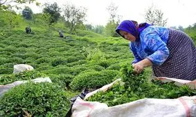 افزایش خودکفایی چای در سال آینده/ نظارت شدید بر چای سنواتی