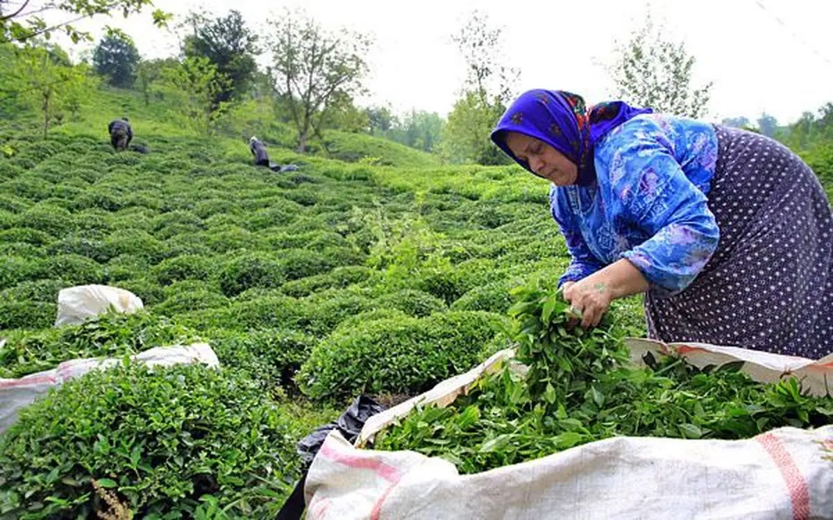 افزایش خودکفایی چای در سال آینده/ نظارت شدید بر چای سنواتی