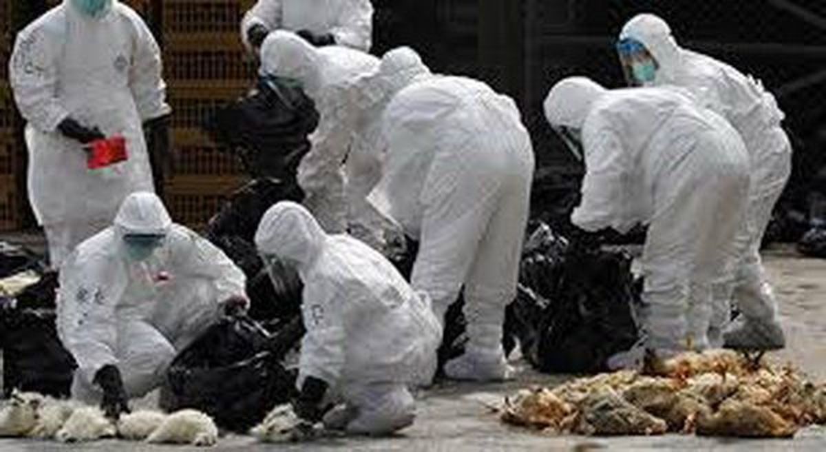ایران شیوع شدید آنفلوانزای H5N6 را به سازمانهای جهانی گزارش داد