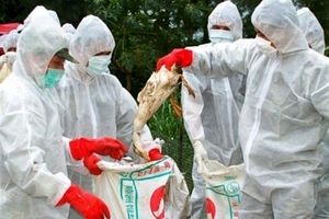 شناسایی ویروس جدید H۵N۶/ بیش از ۲۴ میلیون قطعه مرغ معدوم شد