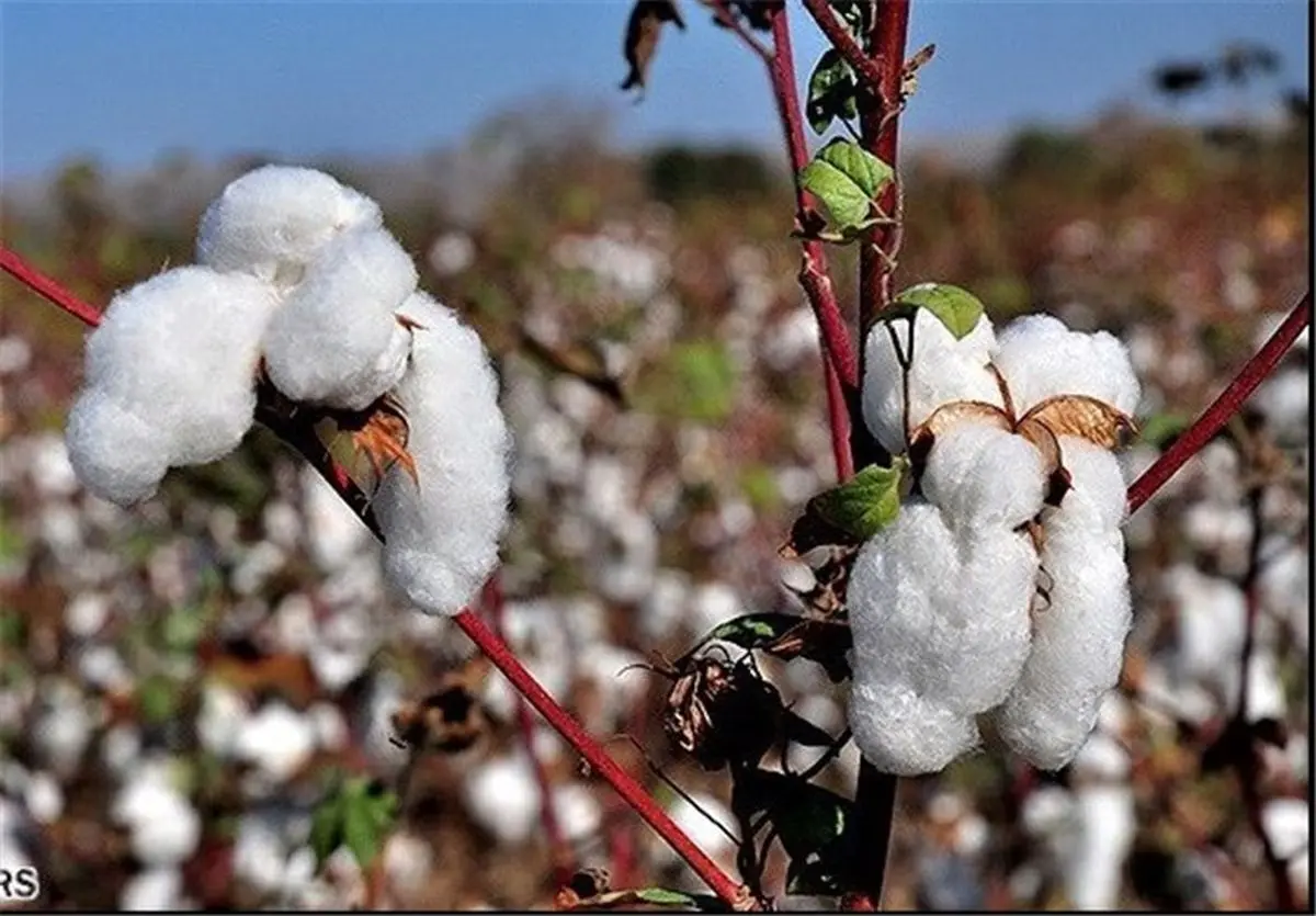 انجمن ملی پنبه در استان گلستان تشکیل شود