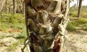 طناب دار بر گردن نخلیات بی‌گناه شادگان