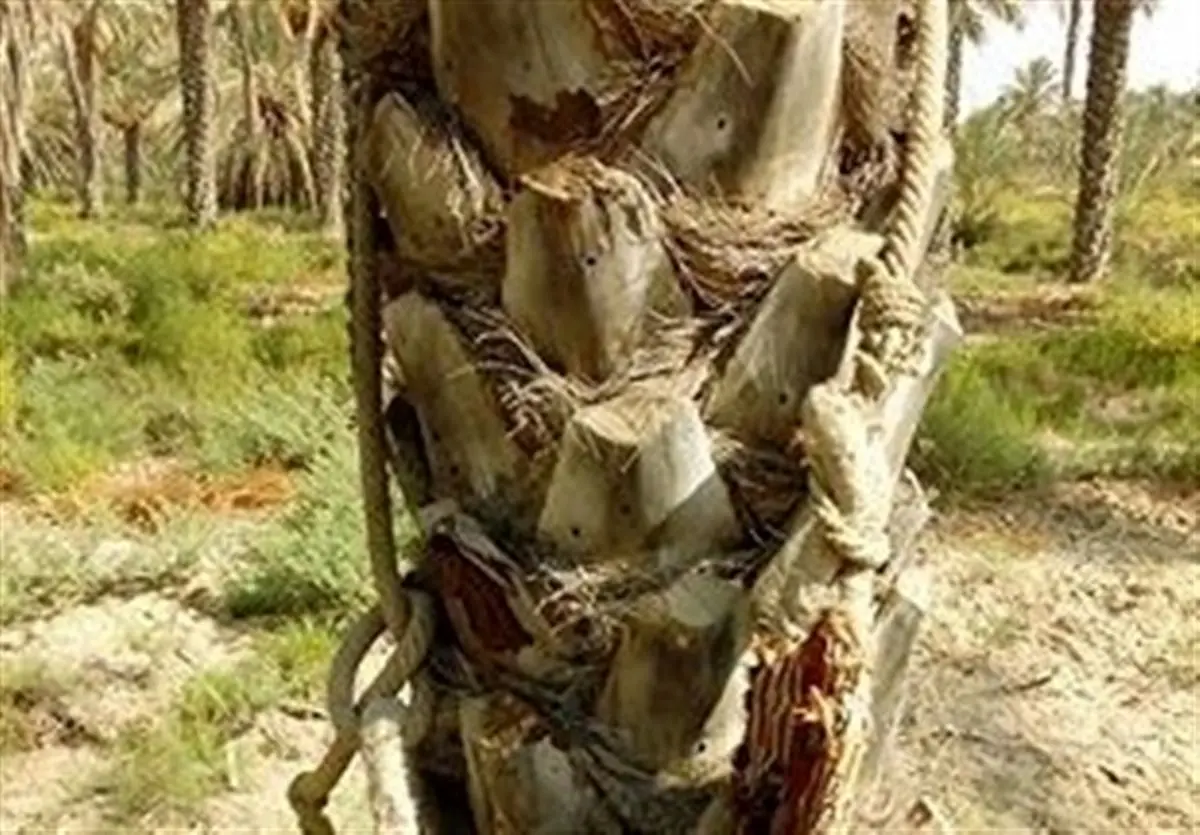 طناب دار بر گردن نخلیات بی‌گناه شادگان