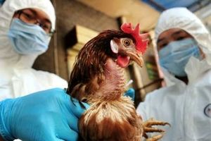 موردی از آنفلوآنزای فوق حاد پرندگان در مرغ‌داری‌ها نداشتیم