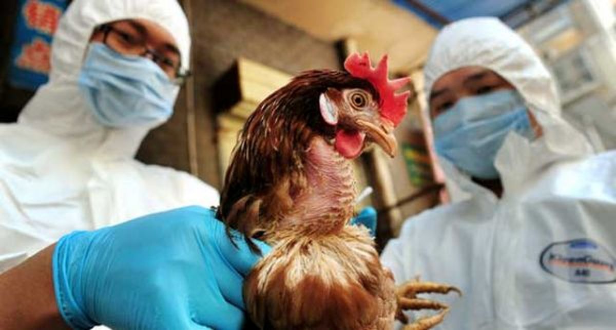 موردی از آنفلوآنزای فوق حاد پرندگان در مرغ‌داری‌ها نداشتیم