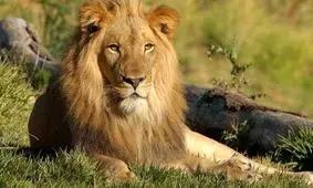 شیرهای گرسنه شکارچی غیرقانونی را خوردند