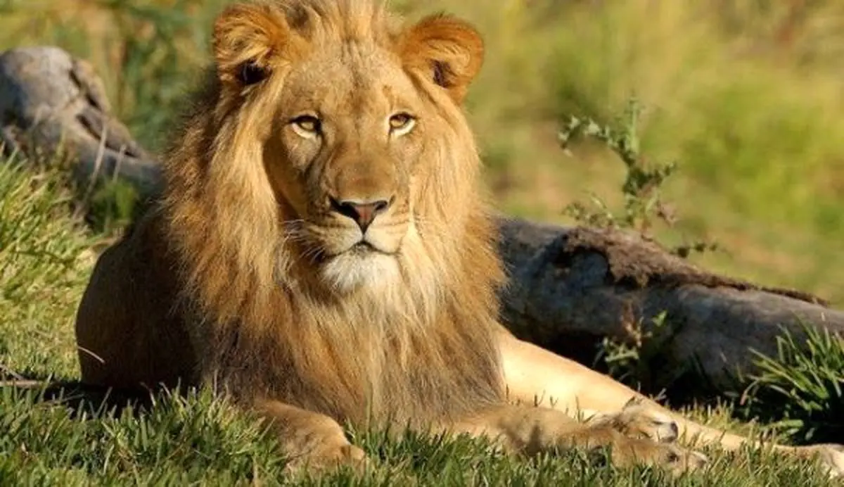 شیرهای گرسنه شکارچی غیرقانونی را خوردند