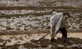 انجام شخم زمستانه در 23درصد از شالیزارهای گیلان