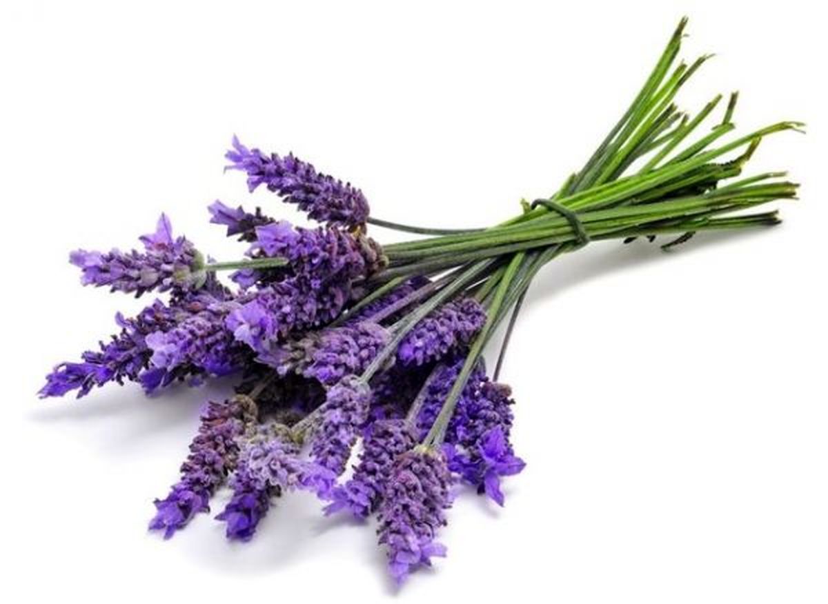 تاثیر روغن اسطوخودوس روی سلامت موها