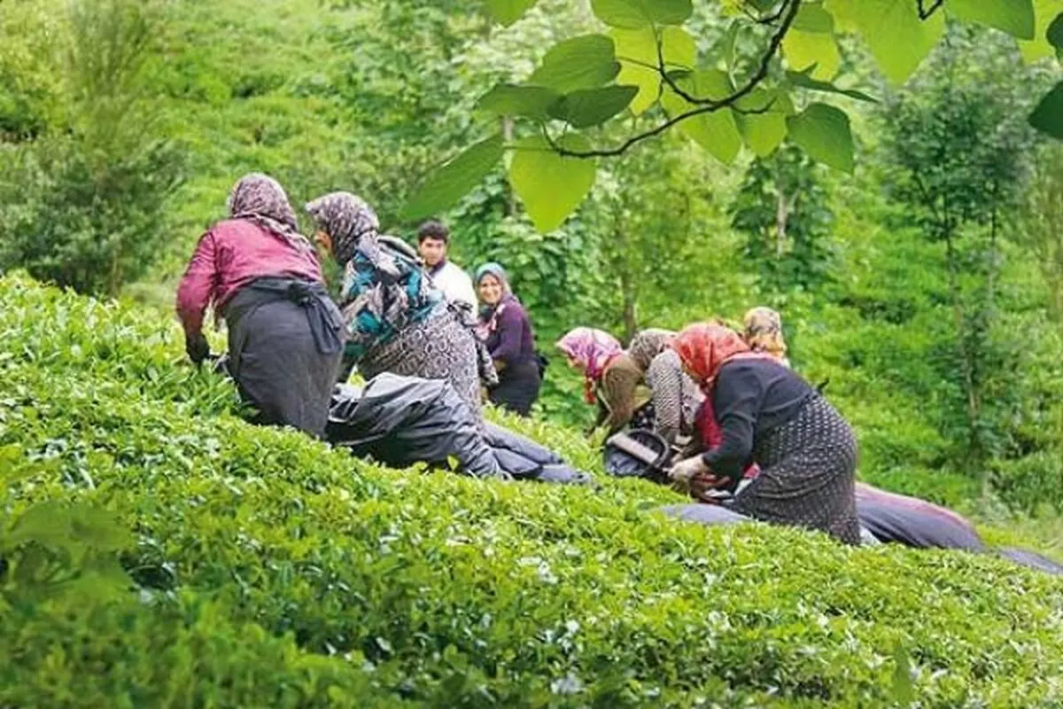 ۹۰ درصد مطالبات چای‌کاران پرداخت شد