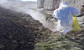 رهاسازی هشت گونی لاشه مرغ تلف شده در گلپایگان