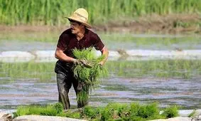 کشاورزان گیلان برای گذران زندگی با مشکل مواجه‌اند