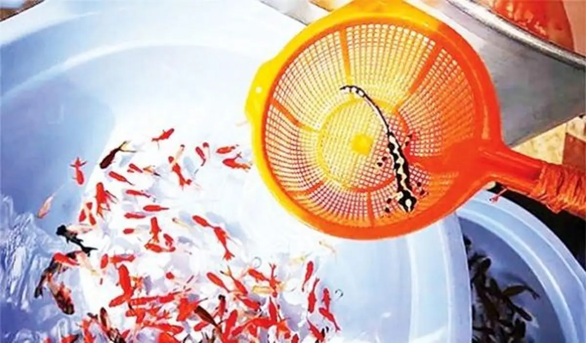 تشدید کنترل محیط زیستی بازار شب عید/ فروش آبزیانی مانند لاک پشت، سمندر و مارماهی جرم است