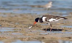 همه چیز درباره آنفولانزای نوع H5N6/ بیماری انسانی این ویروس در ایران دیده نشده است