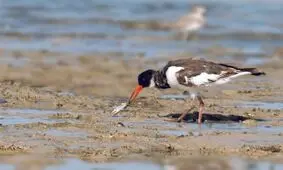 همه چیز درباره آنفولانزای نوع H5N6/ بیماری انسانی این ویروس در ایران دیده نشده است