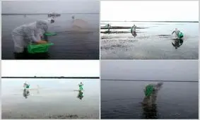 تلف شدن دو هزار 70 قطعه پرنده در پارک ملی بوجاق براثر آنفولانزا پرندگان