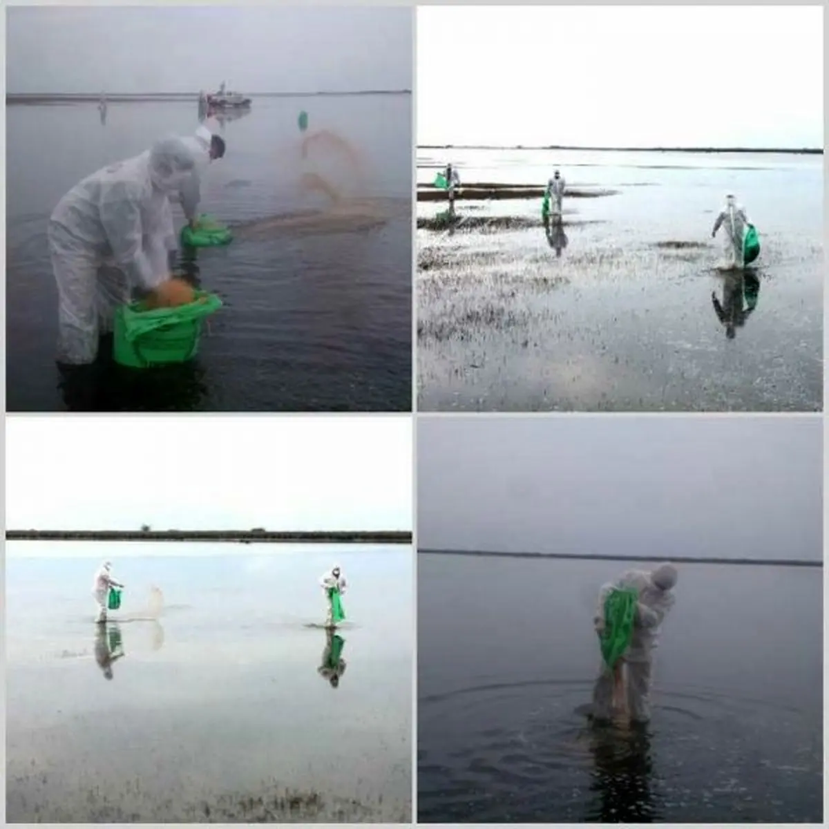 تلف شدن دو هزار 70 قطعه پرنده در پارک ملی بوجاق براثر آنفولانزا پرندگان