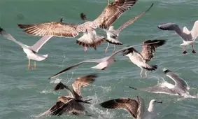 موردی مبنی بر آنفولانزای پرندگان در استان اردبیل مشاهده نشده است