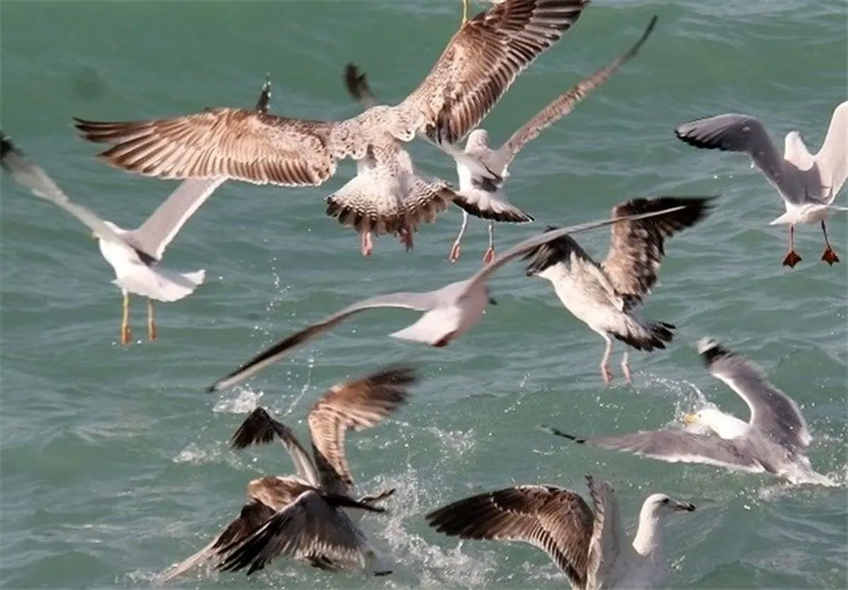 موردی مبنی بر آنفولانزای پرندگان در استان اردبیل مشاهده نشده است