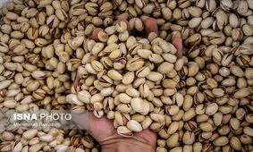صادرات پسته کم شد