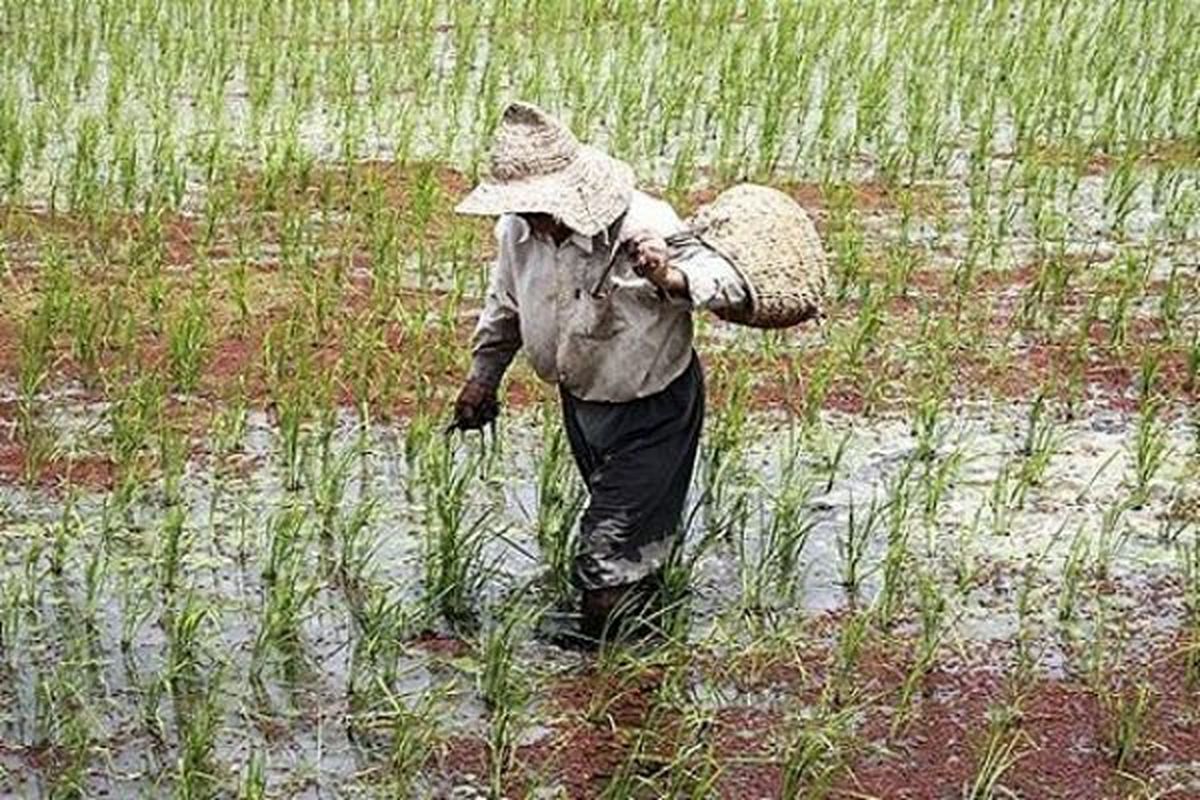 خلاقیت منجر به توسعه بخش کشاورزی گیلان می شود