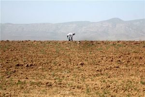 مدیریت بحران مقابله با خشکسالی در استان بوشهر تدوین شود