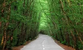 توقف بهره برداری از جنگل افتخار منابع طبیعی گیلان است