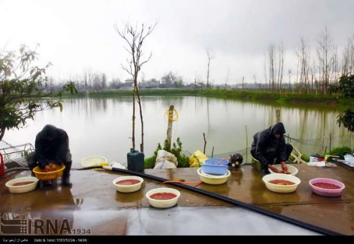 گیلان،استان اول کشور در پرورش ماهی قرمز