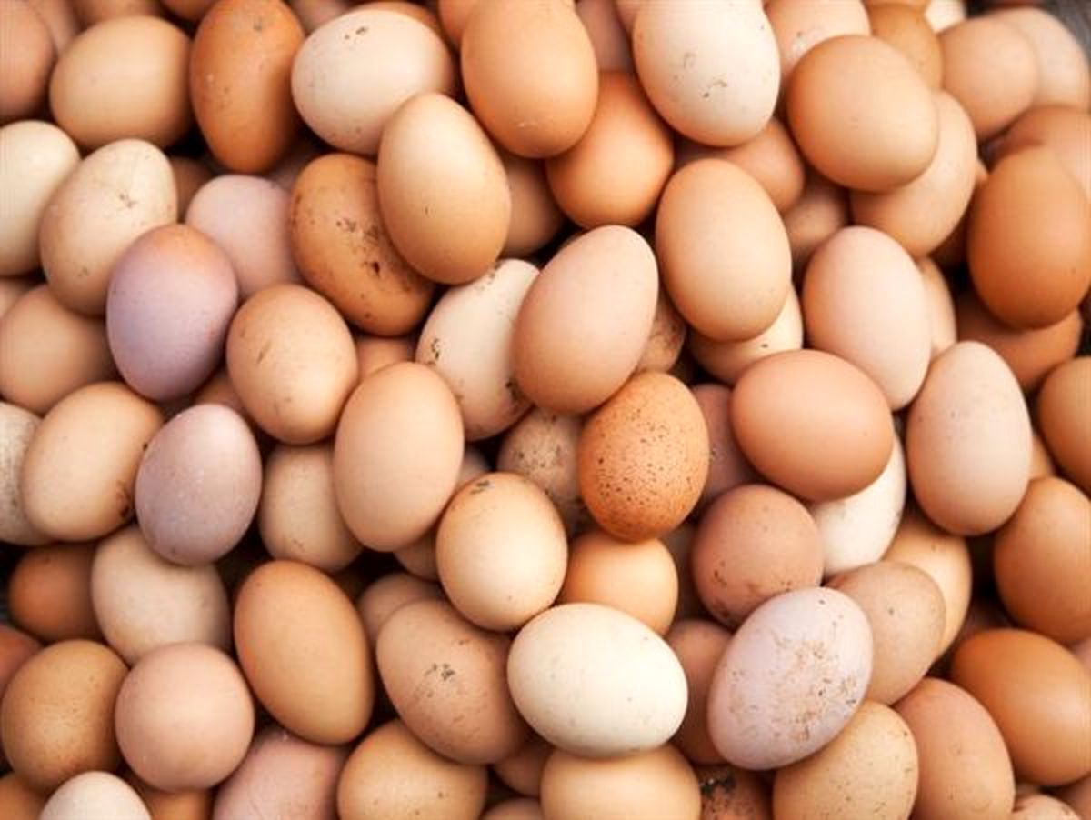 تخم مرغ گران تر می شود